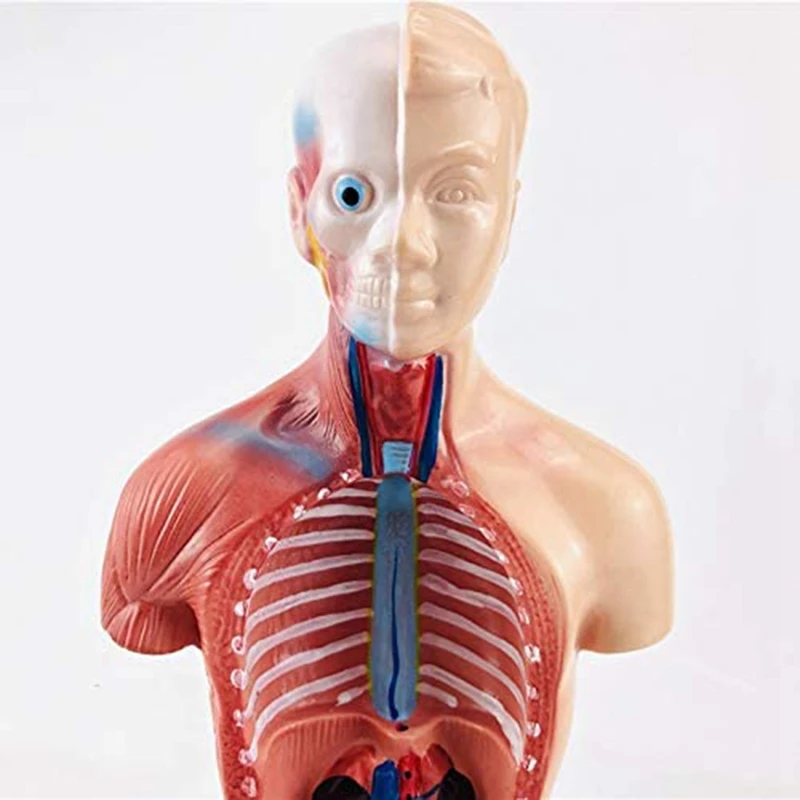 Anatomy Model 11 Inch Human Torso Body Heart Brain Skeleton School Educational Tool