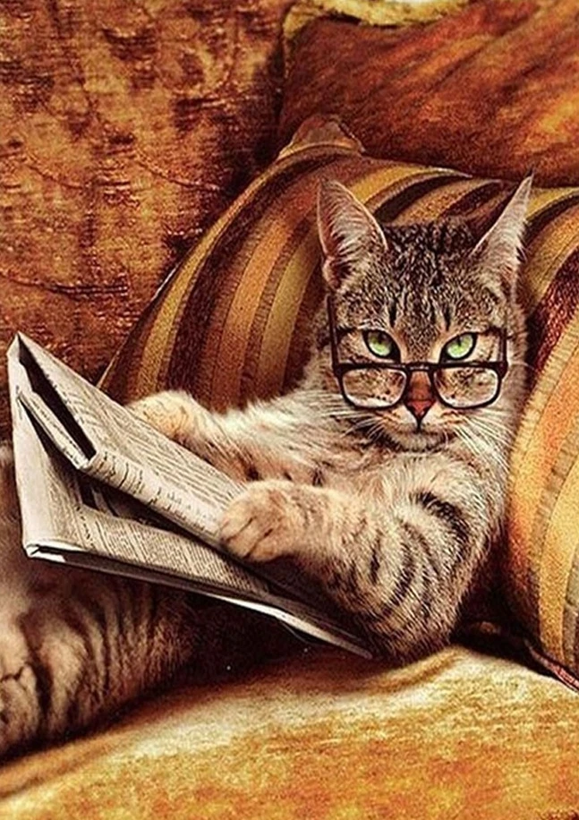 

Пазлы «Кот с газетой» (500/1000/1200/2000 элементов) — увлекательные семейные игры для игровой комнаты, спальни, в подарок