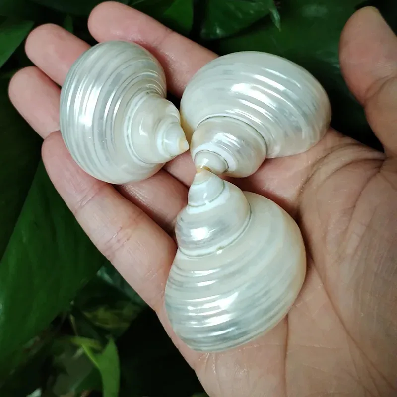

3 PCS Silver Turbo Shells Polished Pearl Hermit Crabs Seashells For Collectors and Crafters Fish Tank Decorations Party Decors