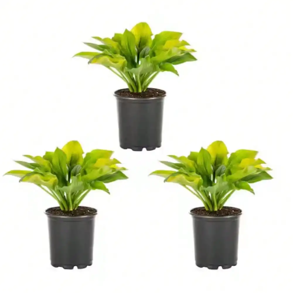 2 كيو تي. مصنع أوغست مون هوستا الأبدي؛ صيانة منخفضة؛ تنقية الهواء؛ ينزدهر في المناطق المظلة، الأفضل نمو في الحاويات