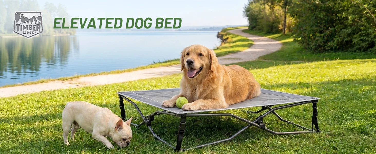dog bed