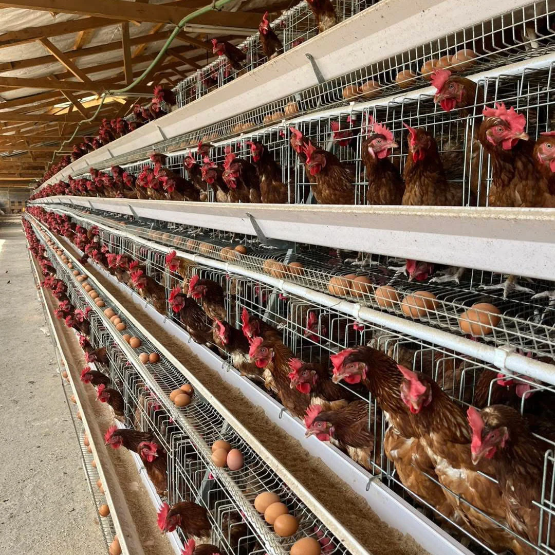 Good Price Commercial a Type Chicken Feeding Equipment Battery System Poultry Cages for Sale in Senegal