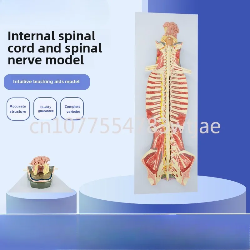 Spinal cord and spinal nerve amplification model within the spinal canal, medical teaching model