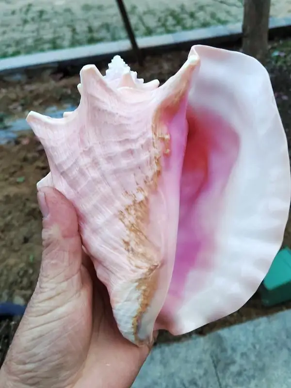 Natural Conch Shell Pink Conch Queen Conch Creative Display Specimen Collectible Decor