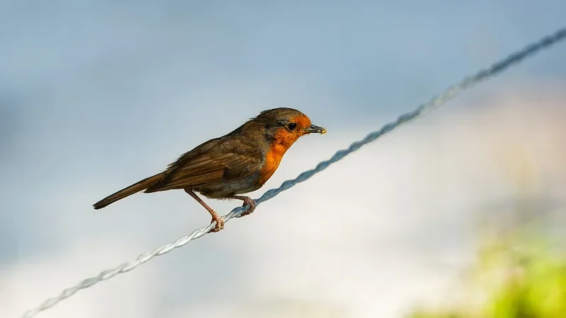 

Flywoo 0.4g TCXO 2.4G ELRS Module - EL24E/EL24P, for FPV Drone DIY Parts