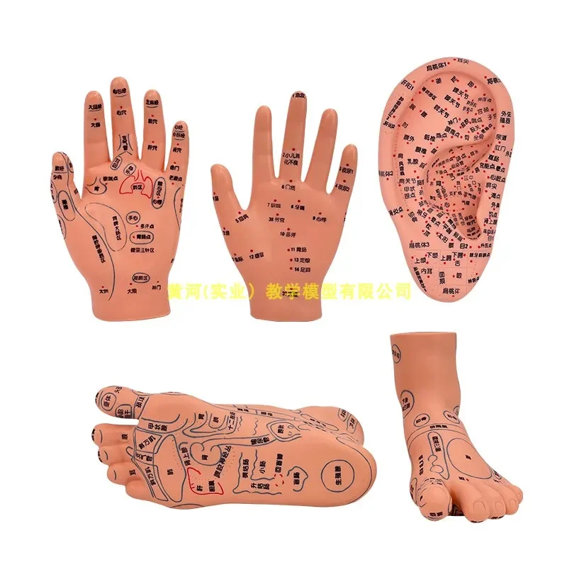

Hand And Foot Acupuncture And Moxibustion Moxibustion Acupoint Foot Model Hand Membrane Acupoint Meridian Tongling Model