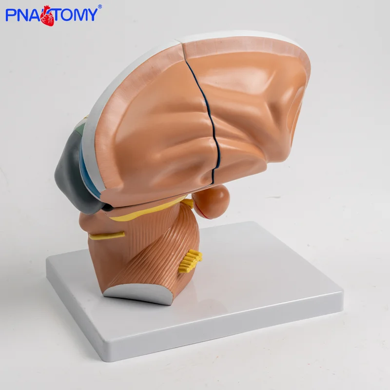 Human Thalamus Model 4-part Interbrain Intuitive Brain Teaching Model