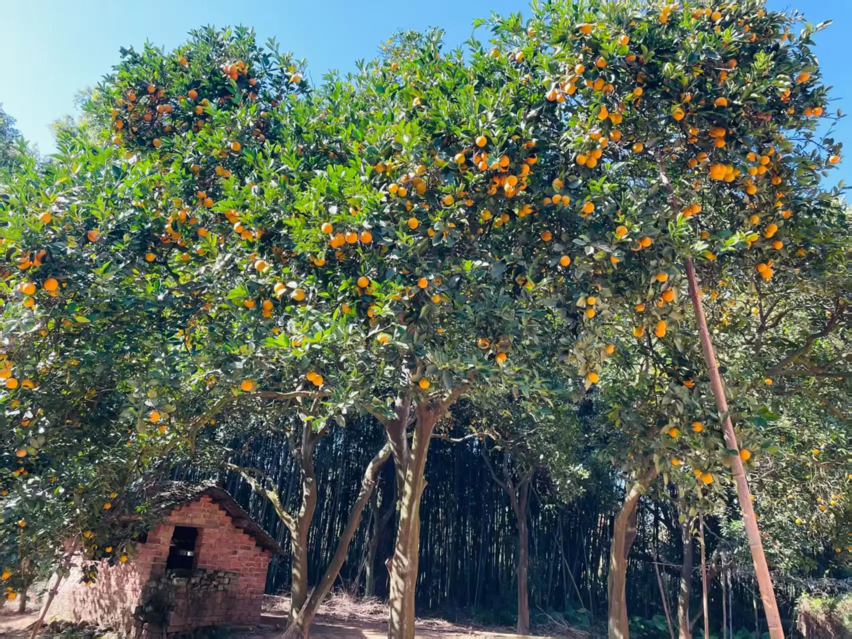 

Автоматический безводный туалет 2026 года для автодомов: экологичный, портативный, удобный для кемпинга и путешествий