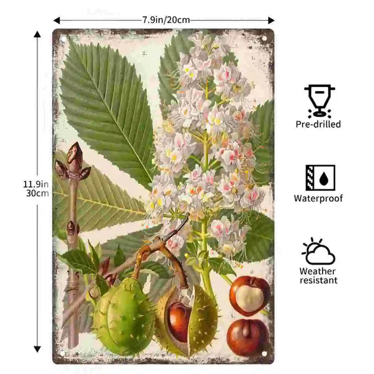 2D FLAT 1pc Vintage Botanical Horse Chestnut Flower and Seed Pod Wall Art Decoration for Home Cafe Bedroom Office And Garden