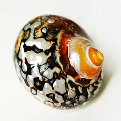 African Sarmaticus Hermit Crab Shells Lagre South African Turban Seashell Brown Jade Turbo Natural Turbo Snail House for Décor