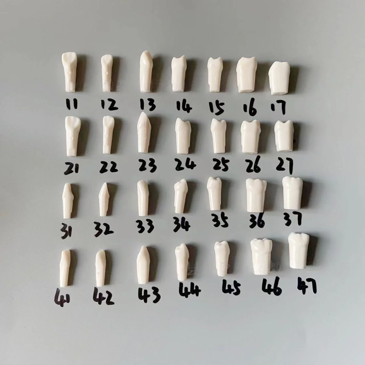 Resin Tooth Model with 28 Teeth for Full Mouth, Student Exam Practice Tooth Preparation Model, Isolated Tooth Simulation Model for Training, with Screws