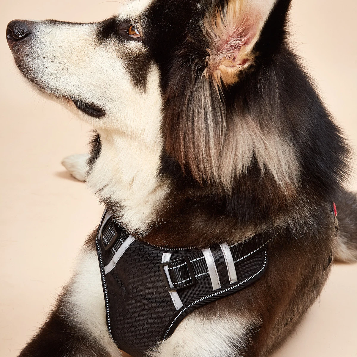 

Safety Vest Harness for Dog Walking, No Pull Chest Collar, Reflective Seat, Small, Medium, Large Dog Harness, Pet Accessories