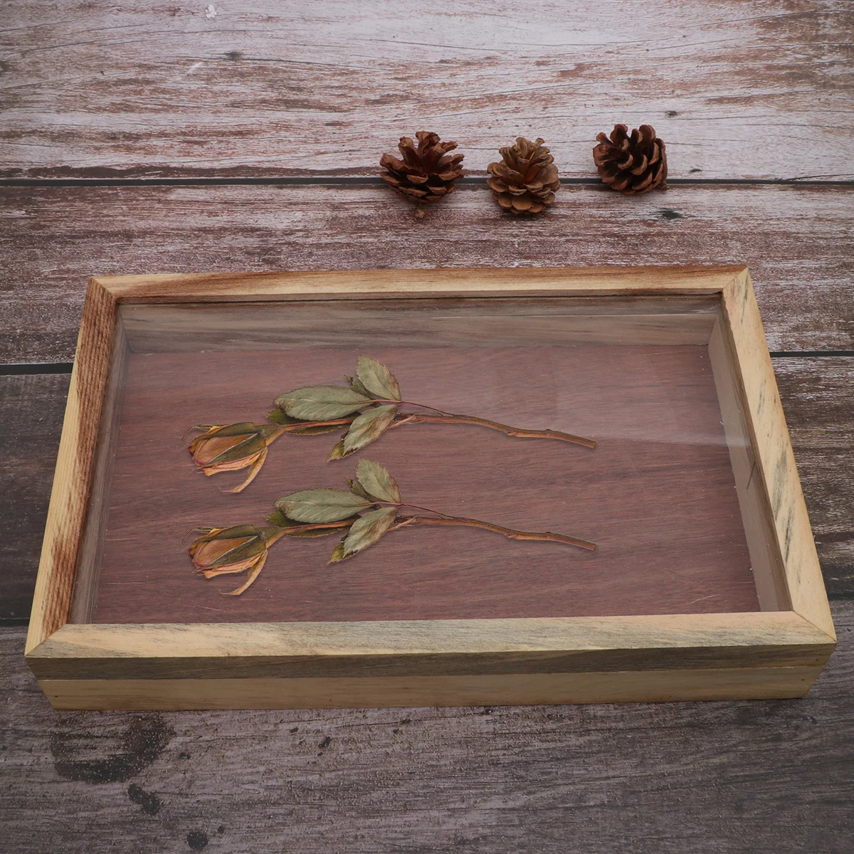 

Wooden Specimen Box Plant Insect Display Case Convenient Handle Education Tool Display Box Kit Educaiton Tool Cage