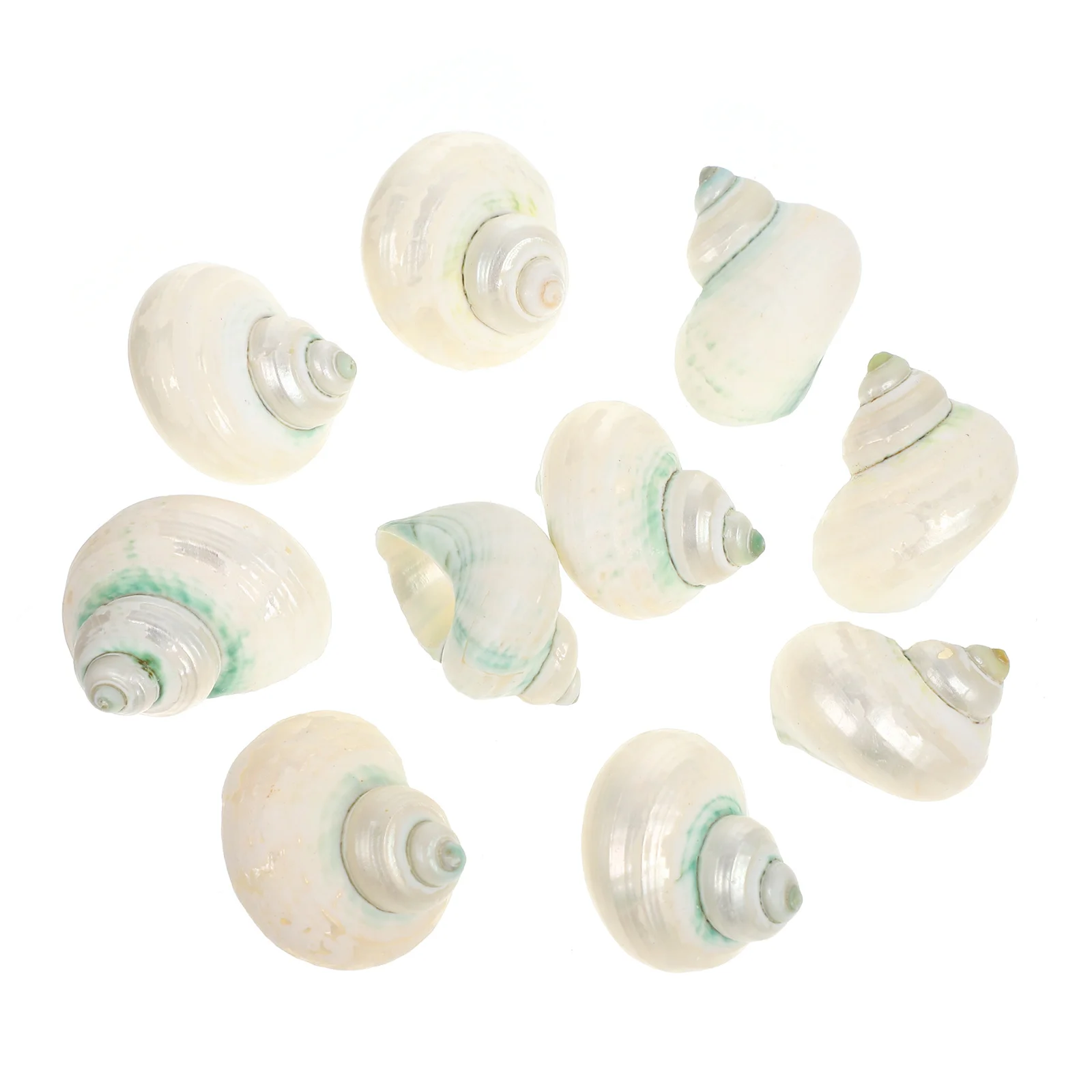 

10Pcs Fish Tank Accessories Natural Conch Hermit Crab Shells Aquarium Decor Shell Ornament Decoration Hermit Crab Shells