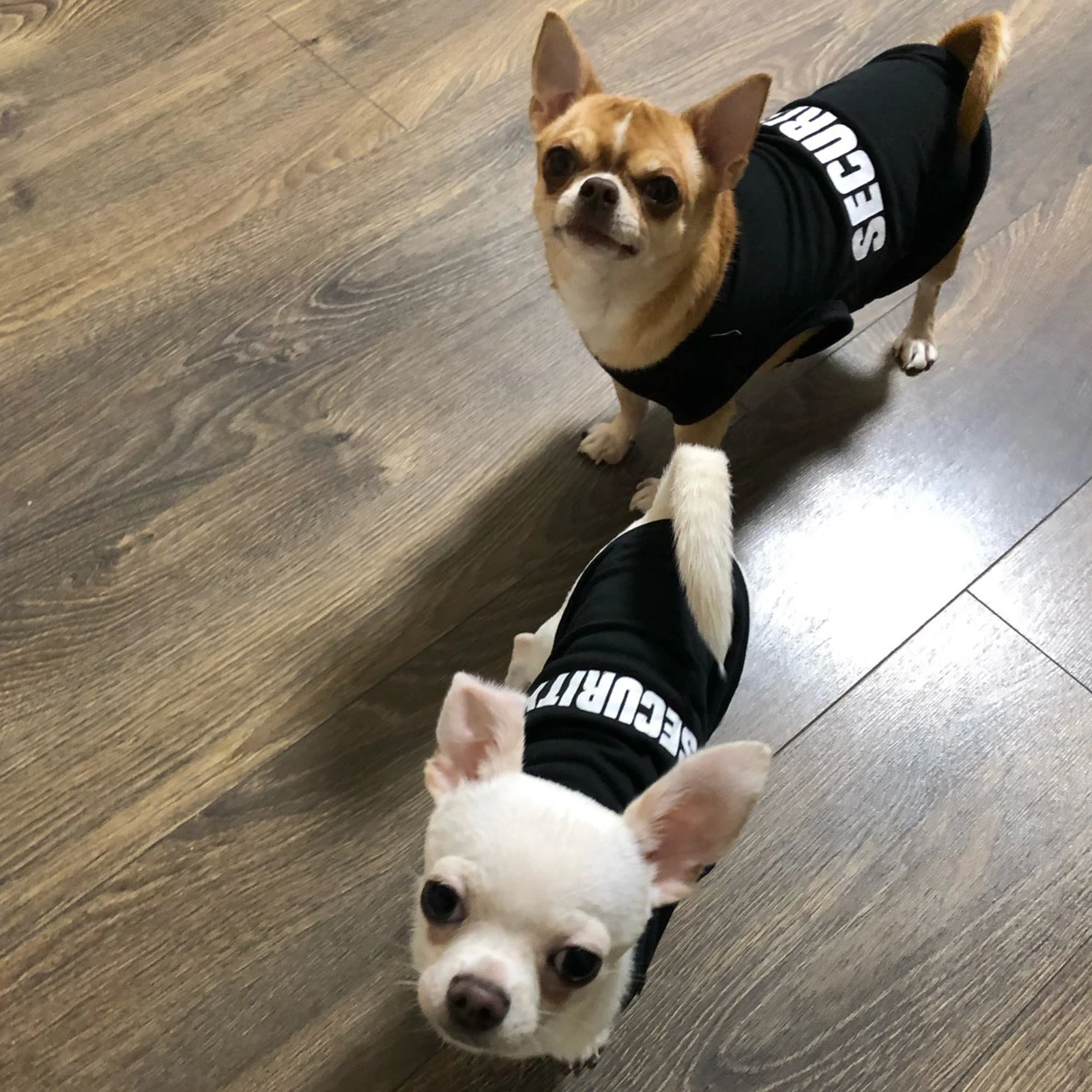 ملابس الأمن للكلاب الصيف ملابس الحيوانات الأليفة سترة للكلاب الصغيرة تشيهواهوا يوركشاير جرو القطط السعر المنخفض الحيوانات الأليفة تي شيرت زي #5