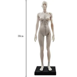 Mannequin ArtiBMO d'Anatomie pour Homme et Femme, Modèle d'Anatomie, Crâne Sophia, Artiste Médical, Dessin, 30cm