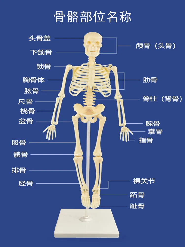 Teaching aid for human skeleton model, popular science equipment, scientific experiment toy.