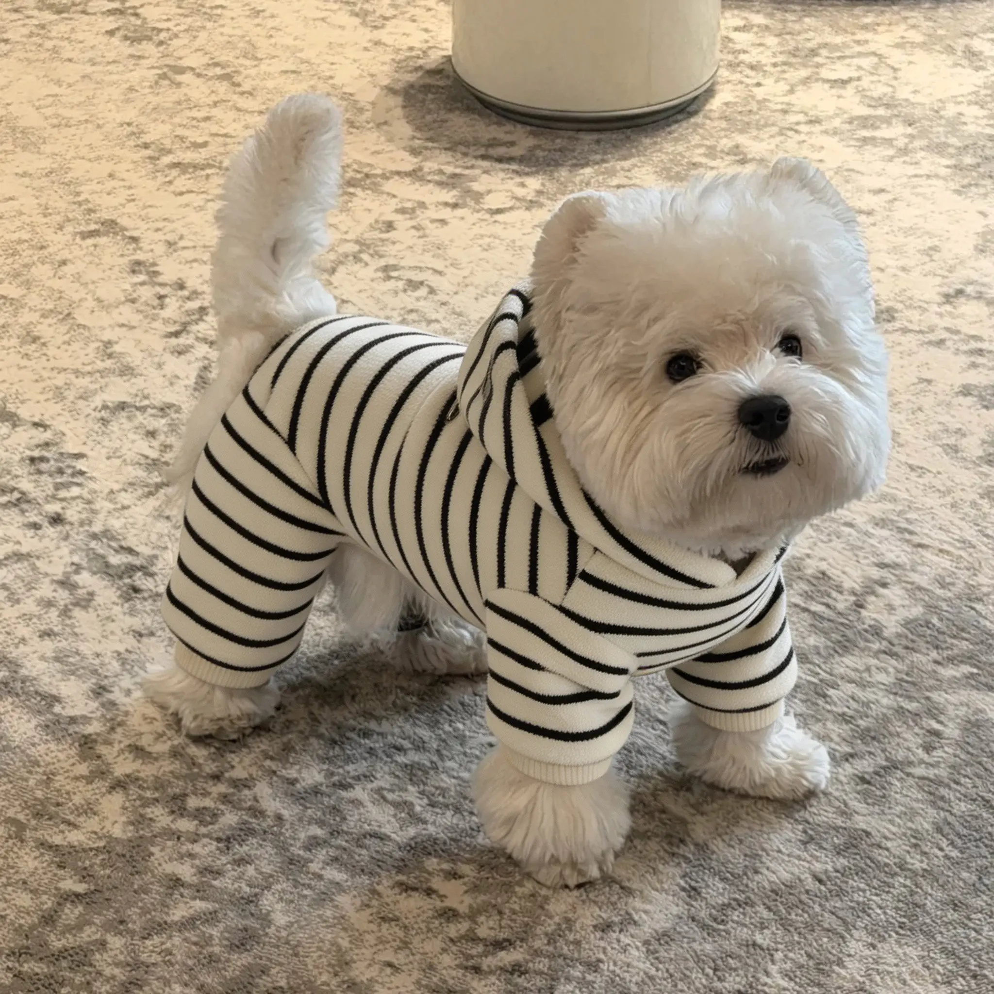 Beiger Schnauzer-Hoodie |   Warme Hundekleidung |   Kleiner Hund Karierter Vierbeiner-Anzug |   Verdickter Warmer Overall für Malteser