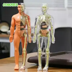 Human Anatomy Model 3D Montessori Puzzle Mannequinchildren's Learning Organs Toys Educational Body Learning Tools Stem Toys