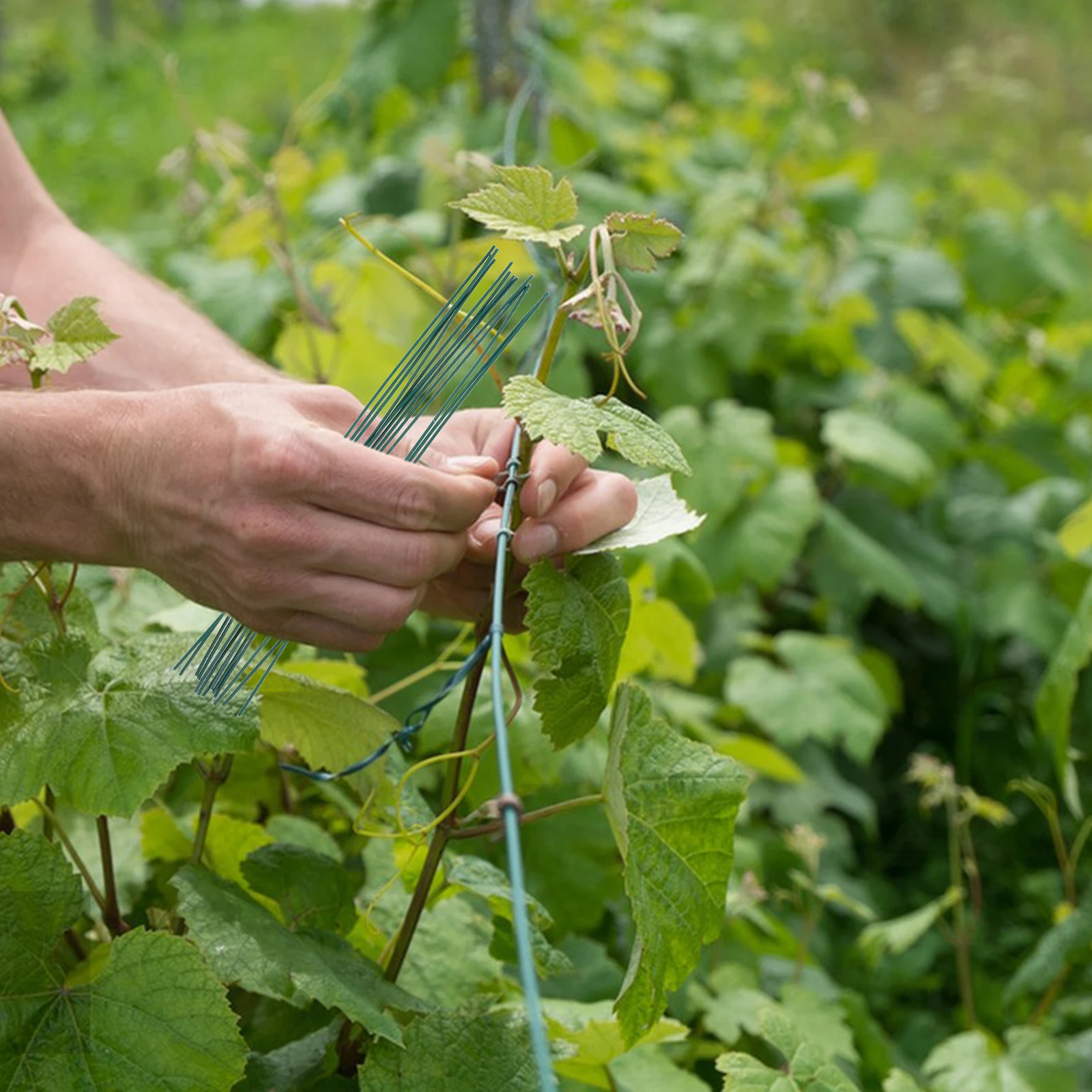 

1000Pcs Binding Wire Twist Ties Reusable Garden Plant Cable Tie Flexible Wire Ties Plant Branch Fixing Tools Gardening Tie