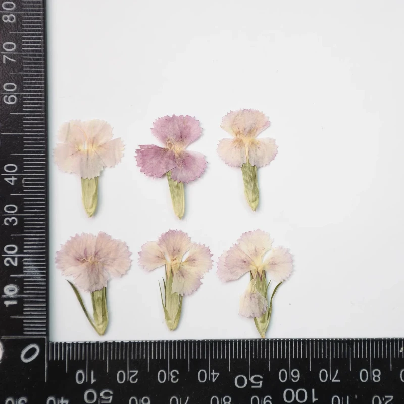 24 Stück/2–3 cm, Natur Nelke getrocknete Blume geprägte Akazie Pflaume echte Blume dekorative Fotorahmen DIY Epoxid Schmuck Blütenblatt Make-up – Detail 8