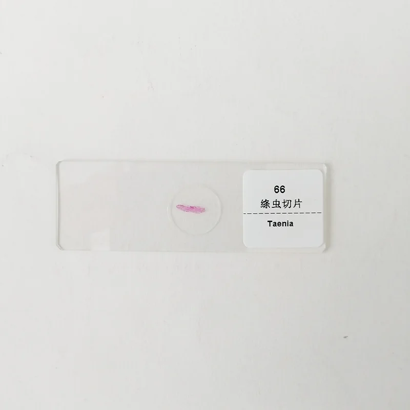 100pcs Parasitology Prepared Slides