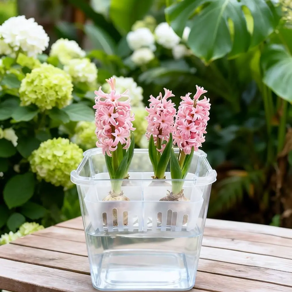 Hydroponic Vase For Tulip Lily Bulb Transparent Pot With Planting Basket Breathable Indoor Office Plant Growing Tool