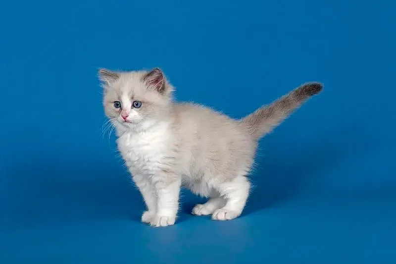 

For HG P407 accessory kit