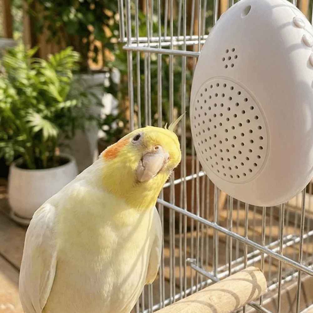 Recording Bird Learning Machine Playback Timer-Controlled Speech Training Machine Interactive Multi Segment Audio Source