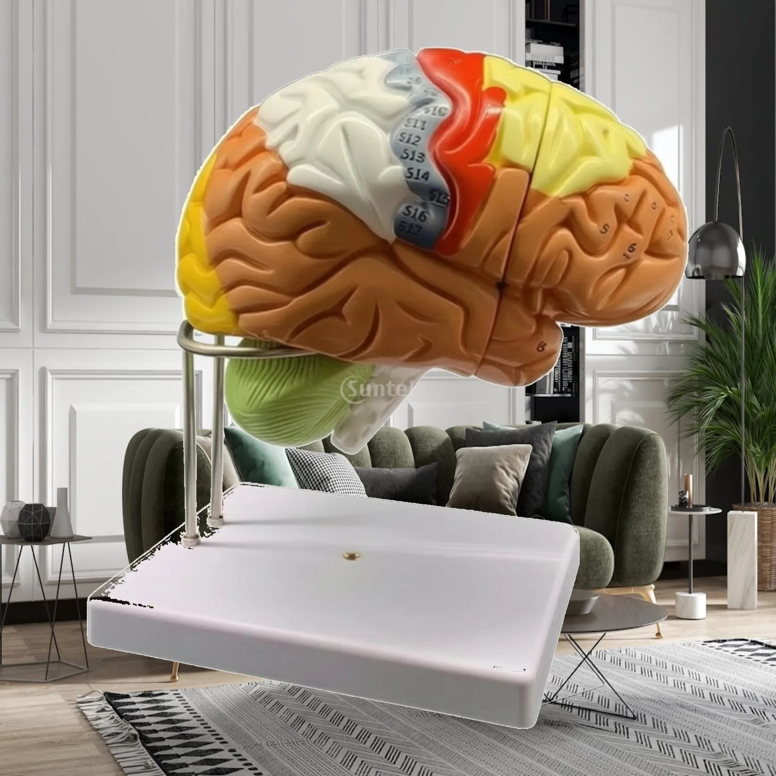 Anatomical Brain Model Lightweight Brain Model with Display Base Color-Coded Enlarged for Teachers, Classroom, Laboratory