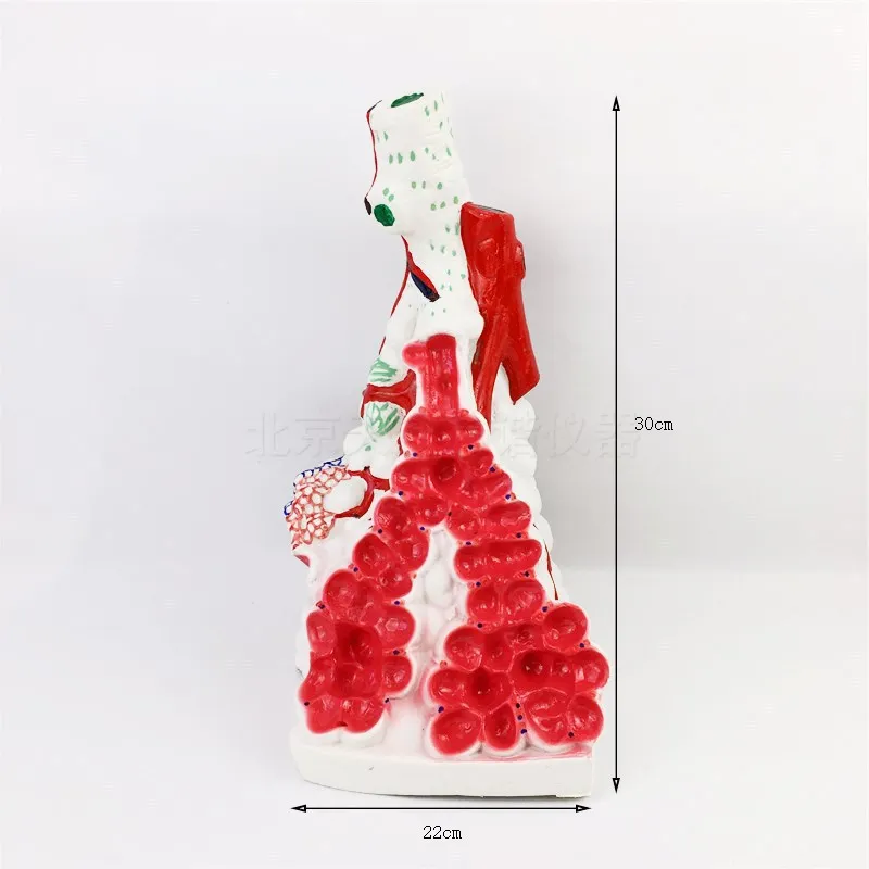 Lung bulb magnification model lung tissue structure model human anatomy experiment equipment
