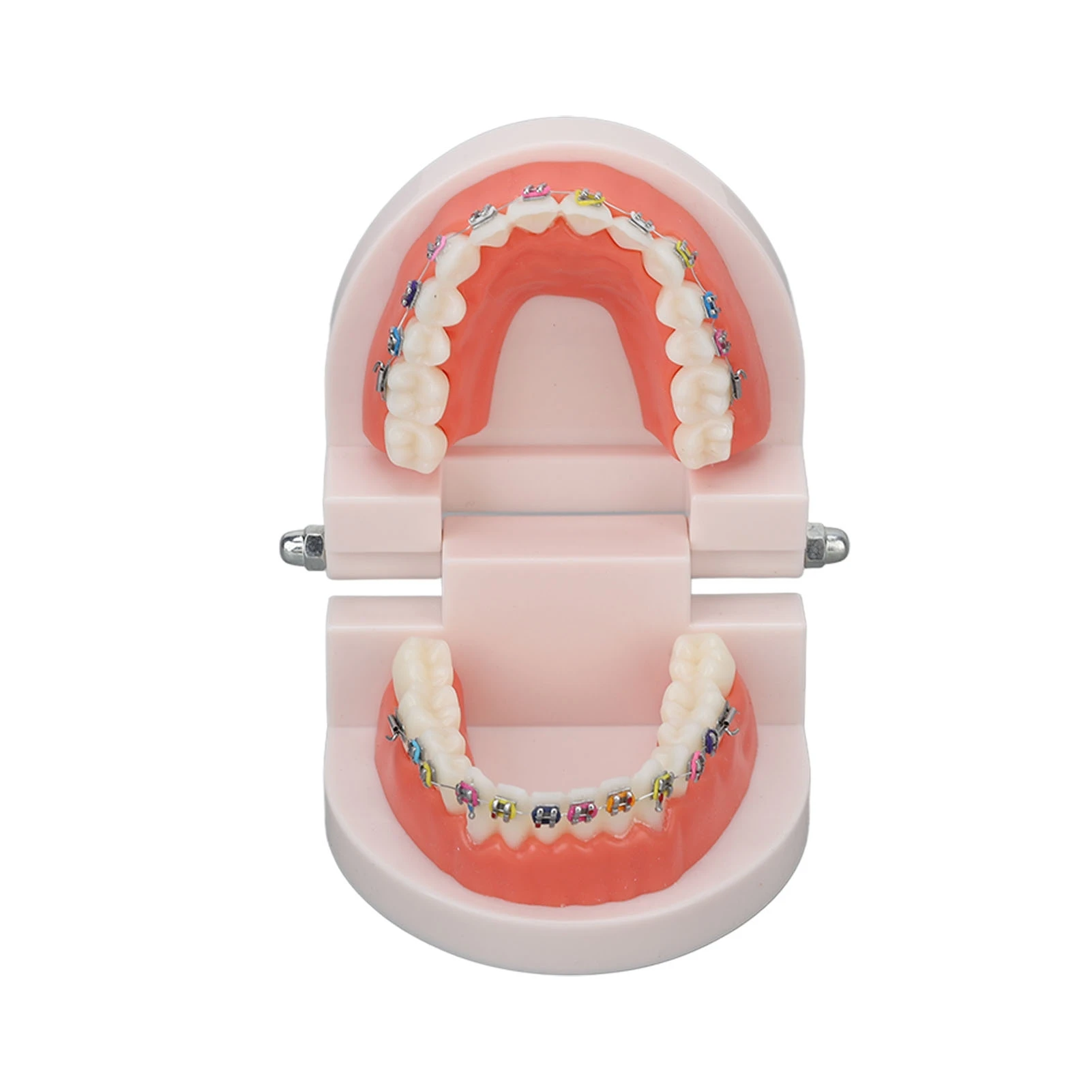 Dental Typodont Teeth Model with Orthodontic Metal Bracket for Dentist Teaching Research Dental Laboratory