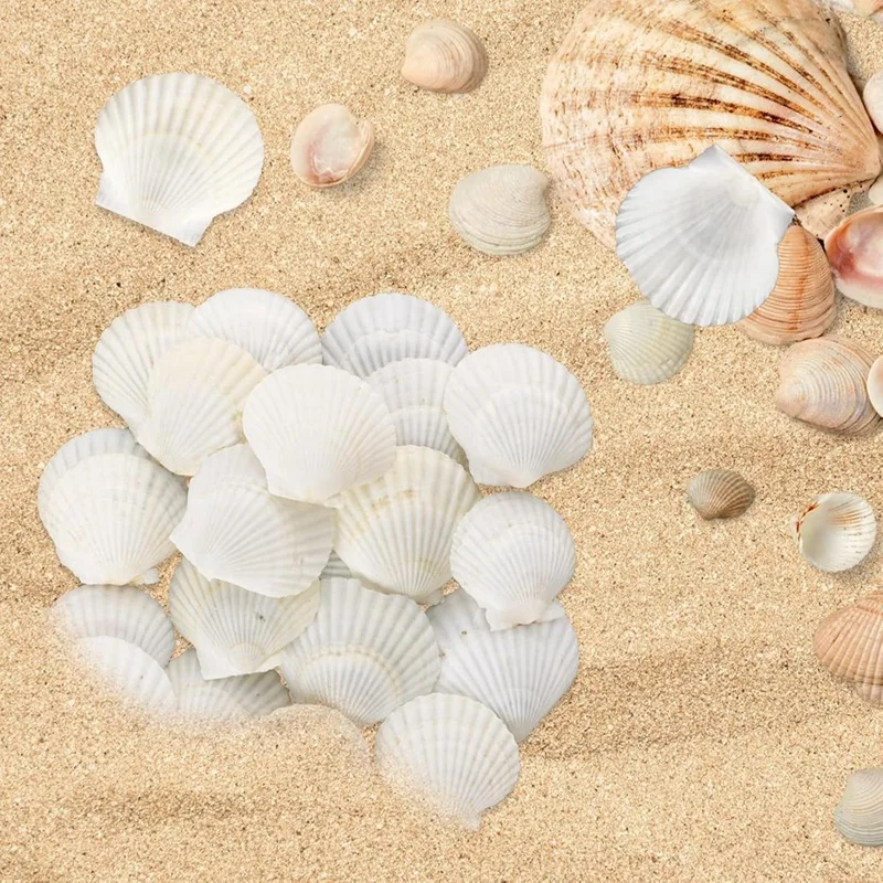 40PCS Natural Scallop Shells 1.4-2.4Inch White Small Sea Shells For Crafts Crafting Shell Bulk Real Seashells