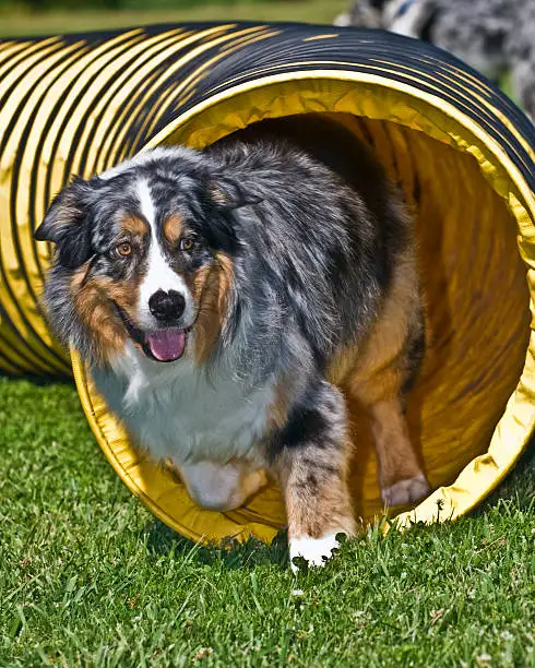 China Dog Agility Tunnel China Dog Tunnel 24 inch diameter Pet Toys