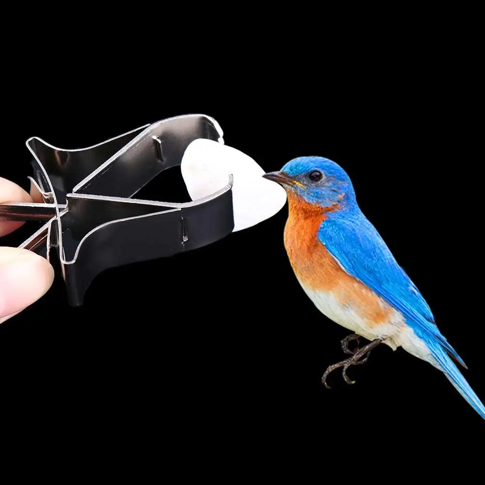 Conure Budgie Cage Accessories Vegetable Fruit Stainless Steel Clip Feeding Clamp Parrot Feeder Bird Food Holders