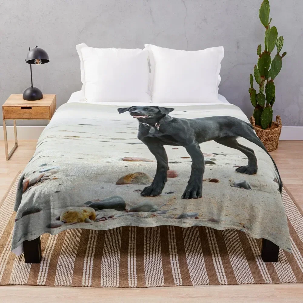 

Black Labrador dog on the beach Throw Blanket wednesday Cute Plaid bed plaid Large Blankets