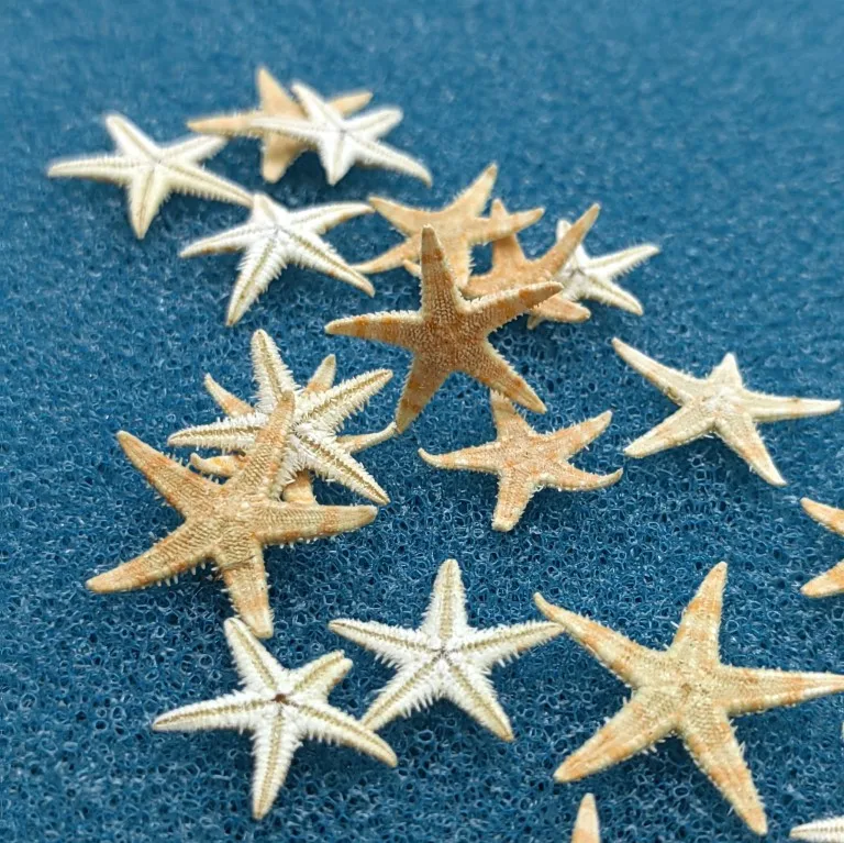 1-2CM Natural Starfish Seashell Beach Craft Natural Sea Stars DIY Beach Wedding Decoration Crafts Home Decoration