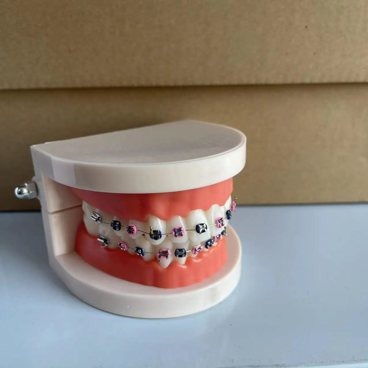 Adult Orthodontic Teeth Model Dental Teaching Tool Drop Shipping