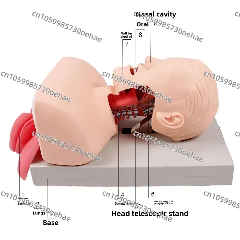 Human Tracheal Intubation Tracheal Intubation Simulation Population Nasopharynx Airway Insertion Emergency Training Mold