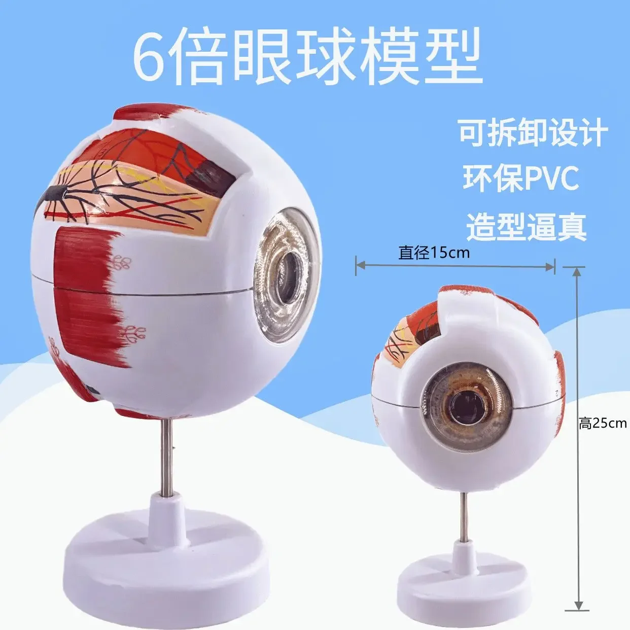 

Human Eyeball Model, 6-fold Magnification Eyeball Model, Facial Features, Eye Structure Anatomy, Teaching Model, Medicine