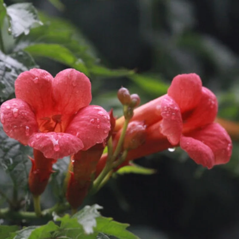 

1.9 Beadlock Wheel Aluminum and 1.9 RC Crawler Tires for Trxs TRX4 Axial SCX10 SCX10 II III Redcat Gen 8