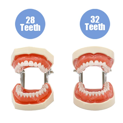 Imagen 2 del producto Modelo de dientes dentales 28/32, modelo de enseñanza Dental, resina de goma suave, modelo de demostración de entrenamiento de práctica extraíble estándar Typodont