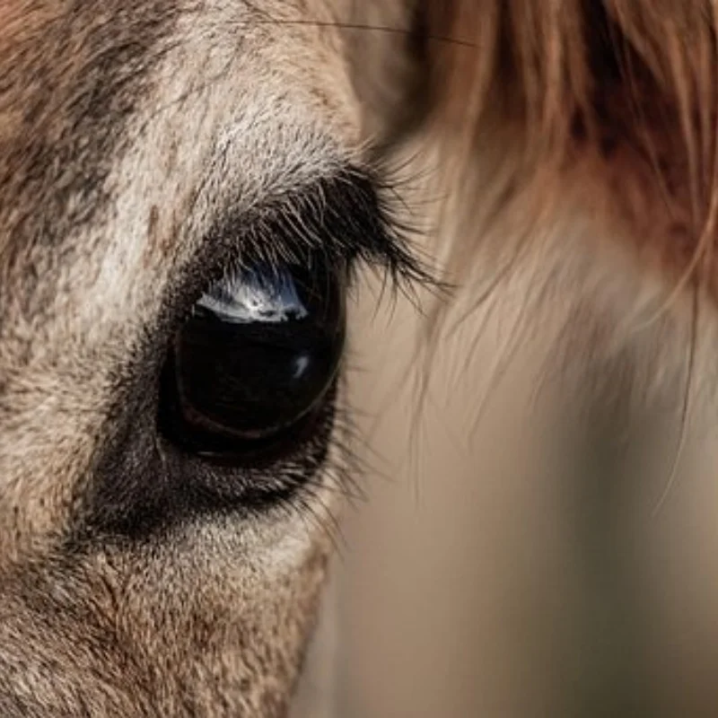 

1:10 RC модель автомобиля с дистанционным управлением, грузовик с коротким ходом, шины для внедорожников, багги, колеса, колеса Huanqi 727, детали REMO