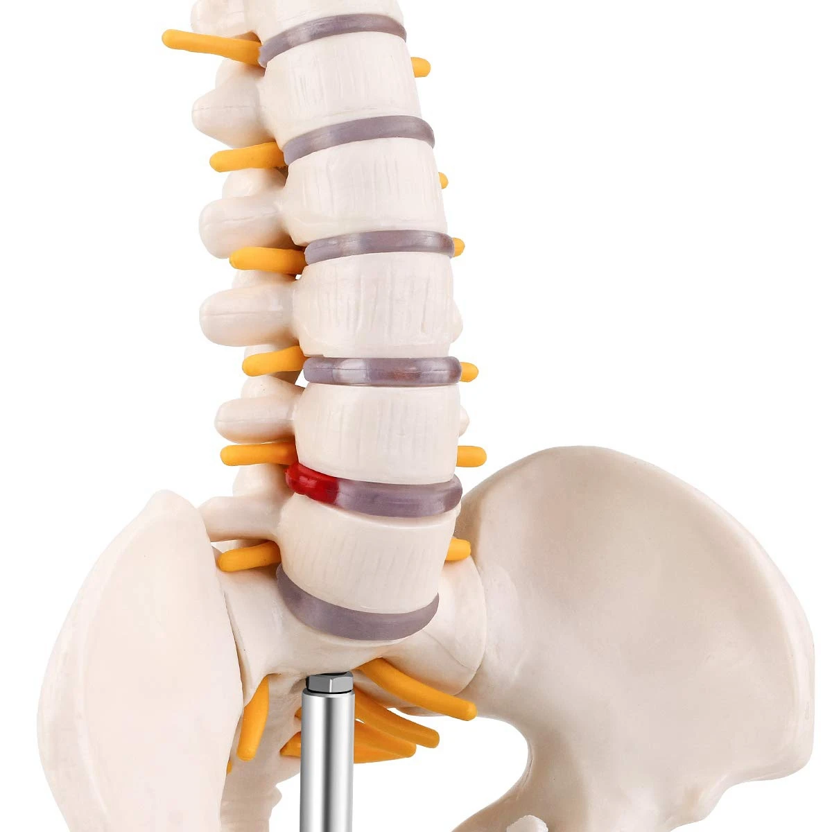 [Y39A]Miniature Spine Anatomy Model, 15.5inch Mini Vertebral Column Model with Spinal Nerves, Pelvis, Femur, Mounted on a Base
