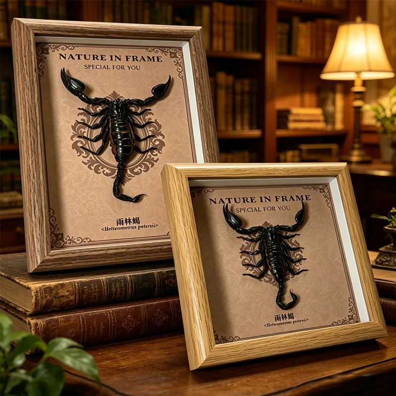 Real Rainforest Insect Specimen Frame Made Of Wood, Suitable For Decoration On Tabletop Or Wall As A Decorative Piece