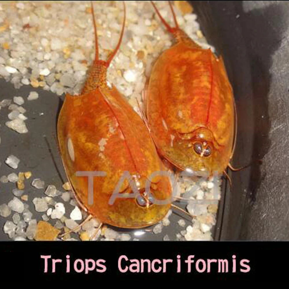 45 telur/Lot 2024 80 MM panjang Triops Cancriformis telur inersia akuarium hewan peliharaan Triop telur Sains Natal mainan anak-anak baru