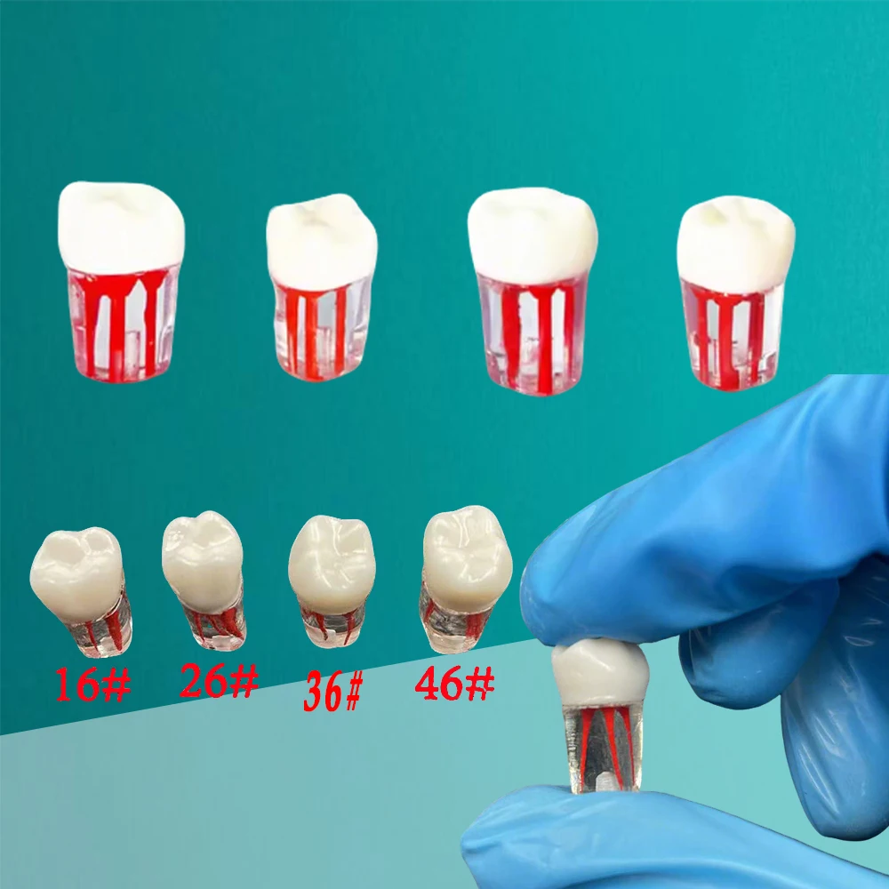 

1pc Tooth Model Root Practice Pulp Cavity Clear Resin Teaching Teeth Model Student Study Science Equipment