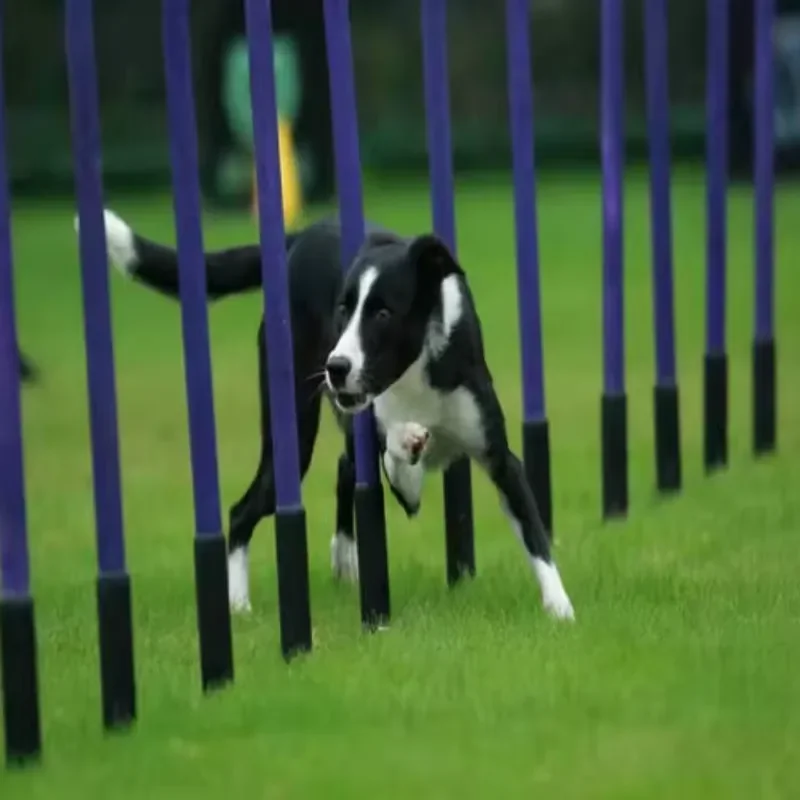 

Dog Agility Weave Poles Slalom Obstacles for Obedience and Agility Training