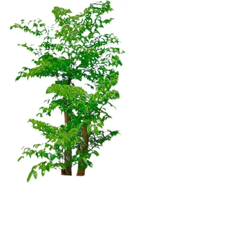 

Happiness tree, potted plants in living room, large green plants, factory area, courtyard, evergreen plants in all seasons
