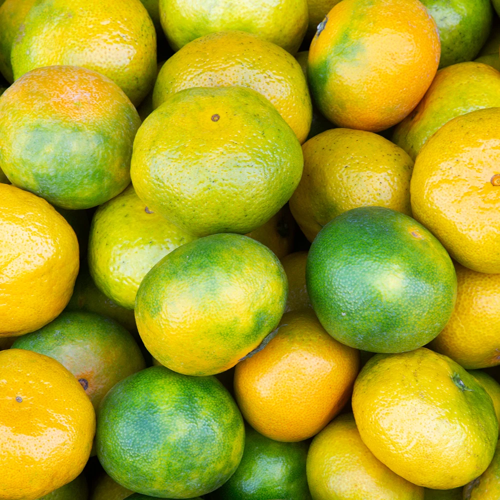 سانجي بلس جيجو اليوسفي المفتوحة الميدانية فواكه الحمضيات المفتوحة 3 كجم 5 كجم 10 كجم #5